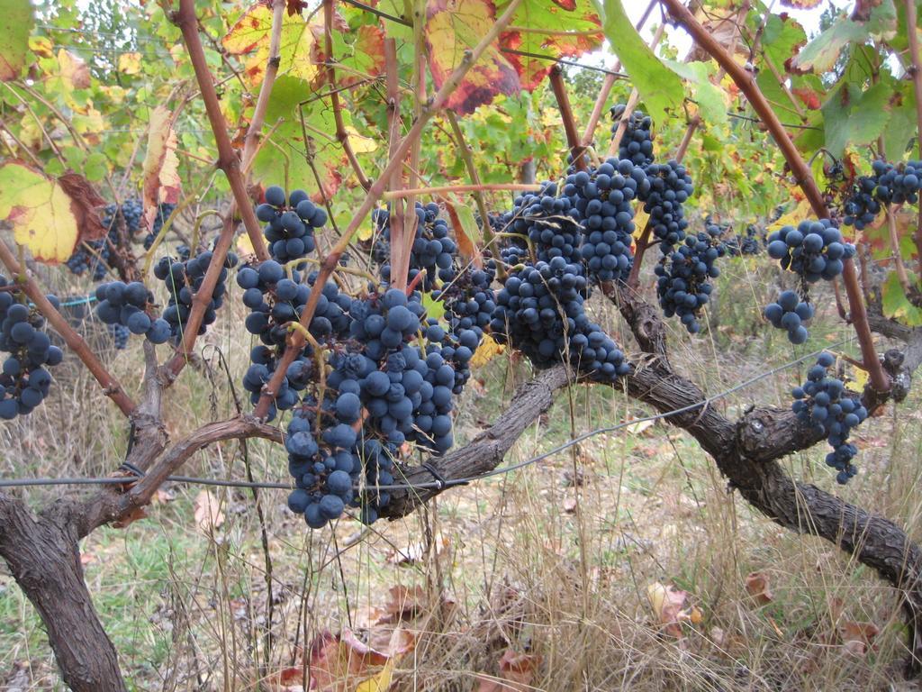 Quinta Do Mineiro-Serra Da Estrela Matanca الغرفة الصورة